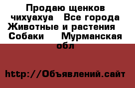 Продаю щенков чихуахуа - Все города Животные и растения » Собаки   . Мурманская обл.